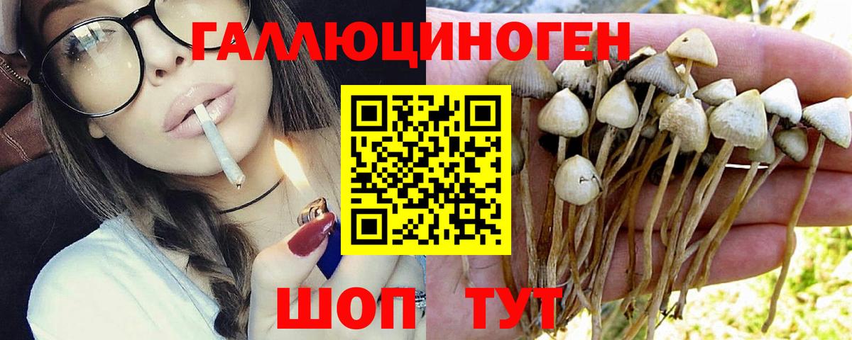 Псилоцибиновые грибы прущие грибы Владивосток